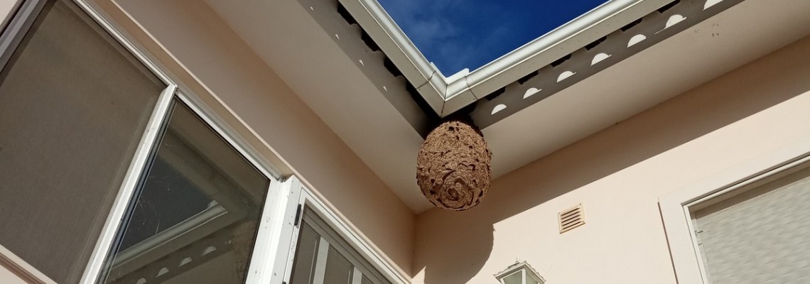 Ninhos de vespa asiática inativados em 2023