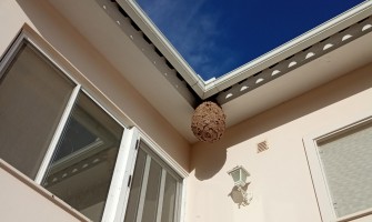 Ninhos de vespa asiática inativados em 2023