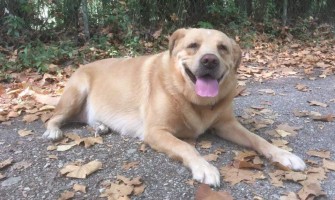 Município apoia esterilização de cães e gatos