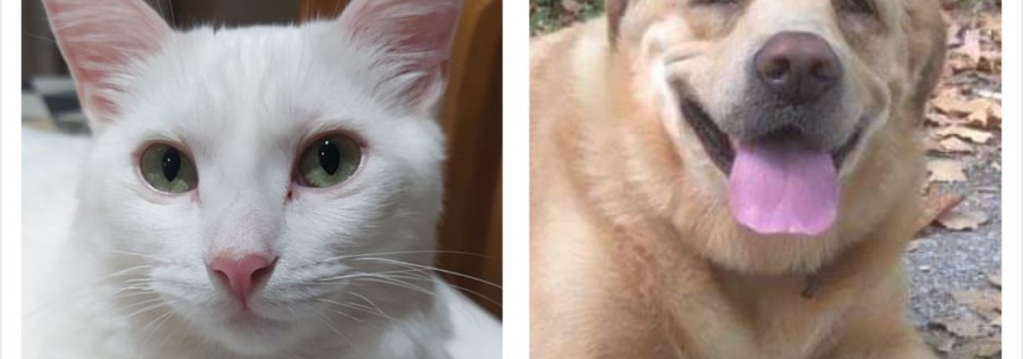 Campanha de esterilização de animais de companhia