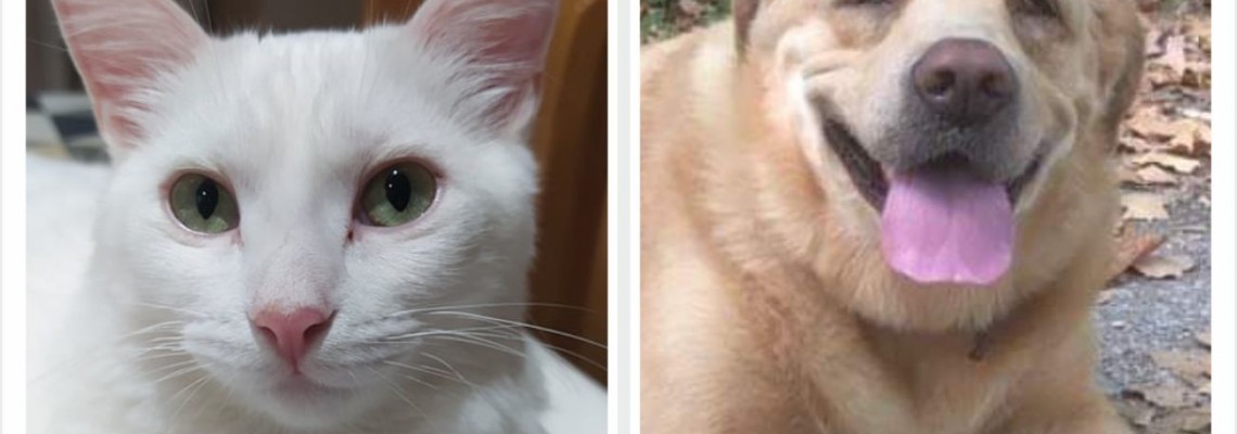 Associação Quatro Patas e Focinhos