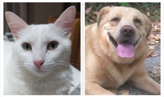 Associação Quatro Patas e Focinhos