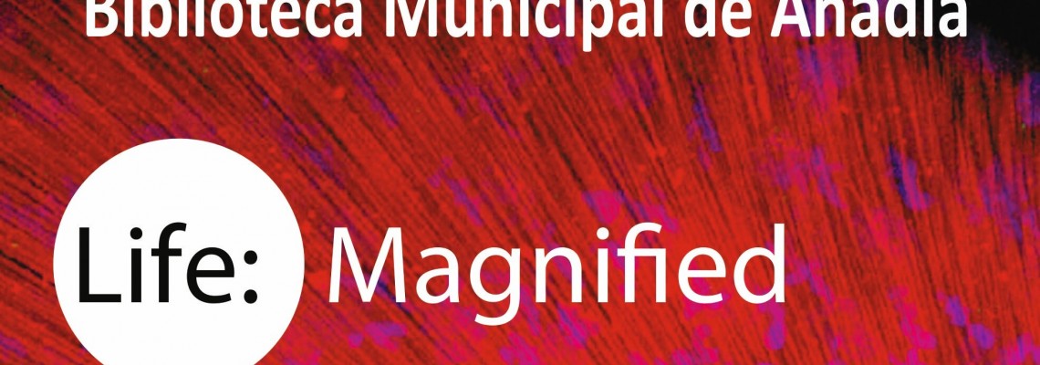BMA mostra “Life: Magnified – Vida Ampliada”