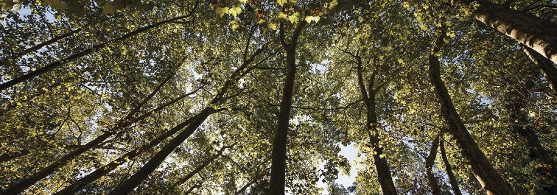 Prorrogação do período de vigilância da floresta