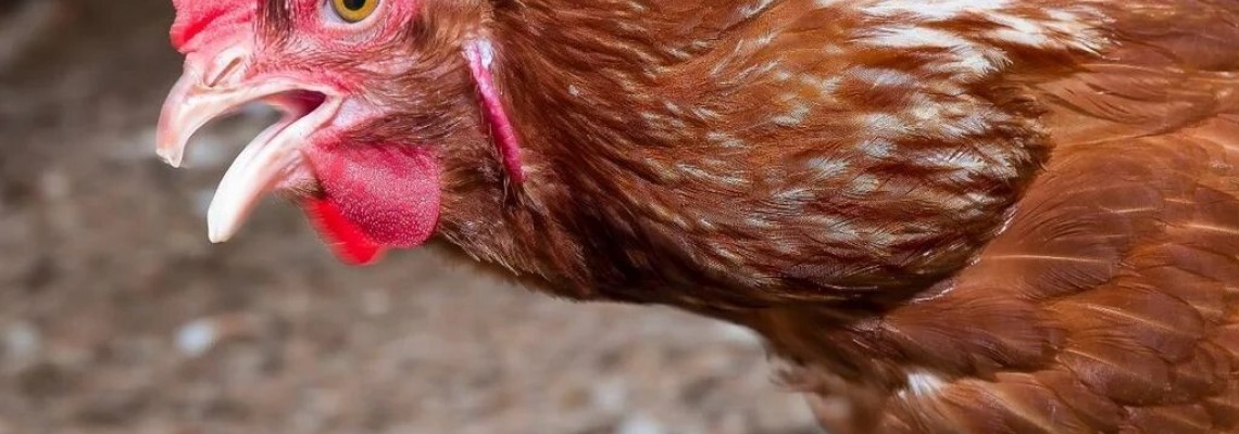 Proibição de circulação de aves