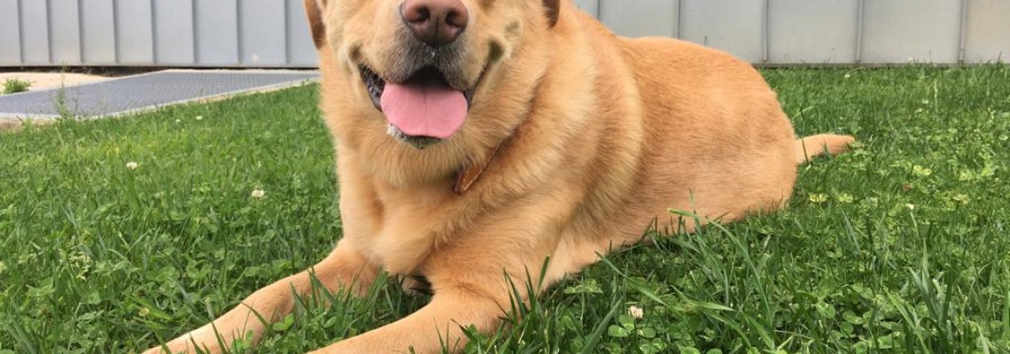 Campanha de vacinação antirrábica em Anadia adiada