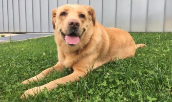 Campanha de vacinação antirrábica em Anadia adiada