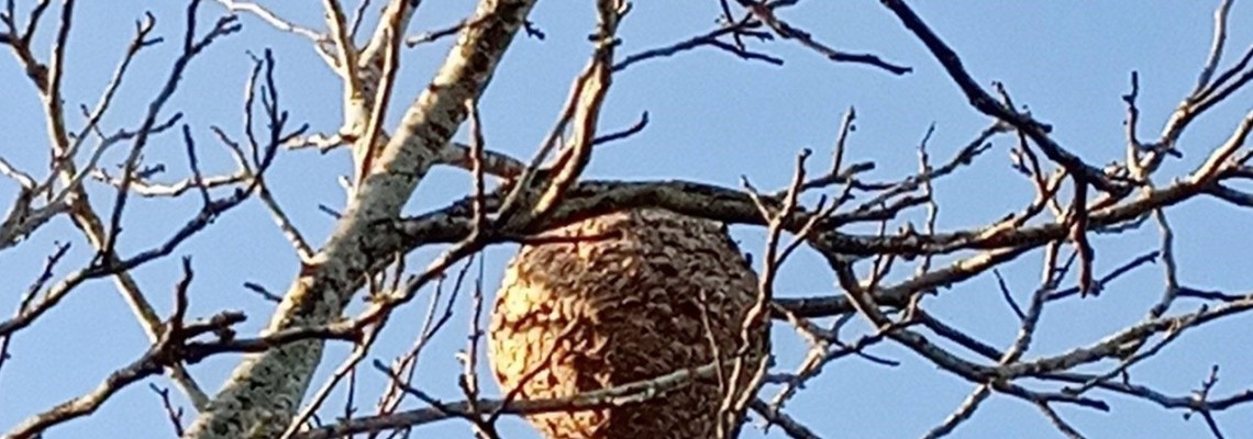 Câmara já eliminou mais de mil ninhos de vespa asiática