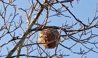 Câmara já eliminou mais de mil ninhos de vespa asiática