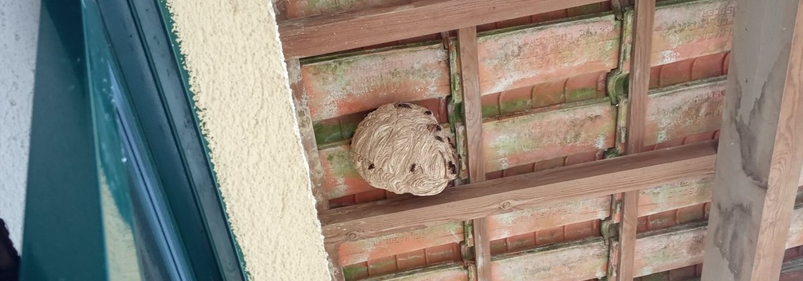 Mais de 600 ninhos de vespa asiática inativados em 2024