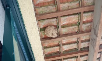 Mais de 600 ninhos de vespa asiática inativados em 2024