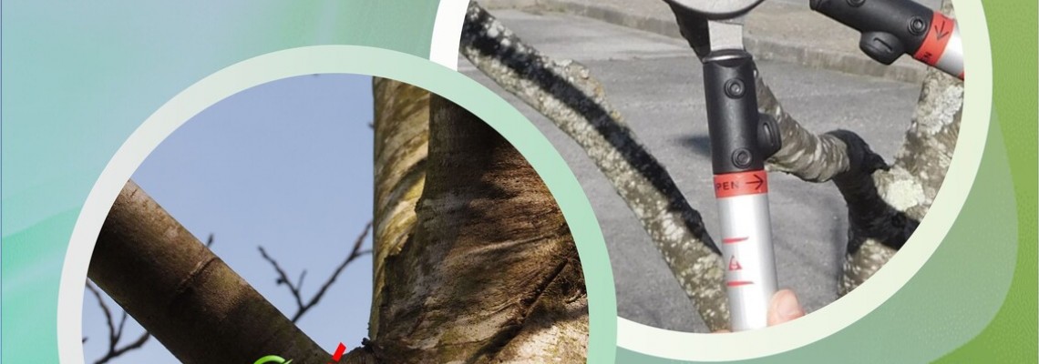 Poda de Árvores - Como, Quando e Porquê? - Workshop