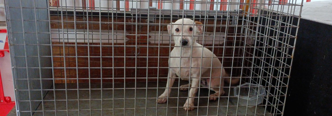 Recolha de animais errantes