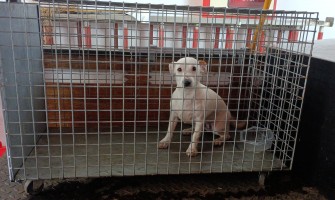 Recolha de animais errantes