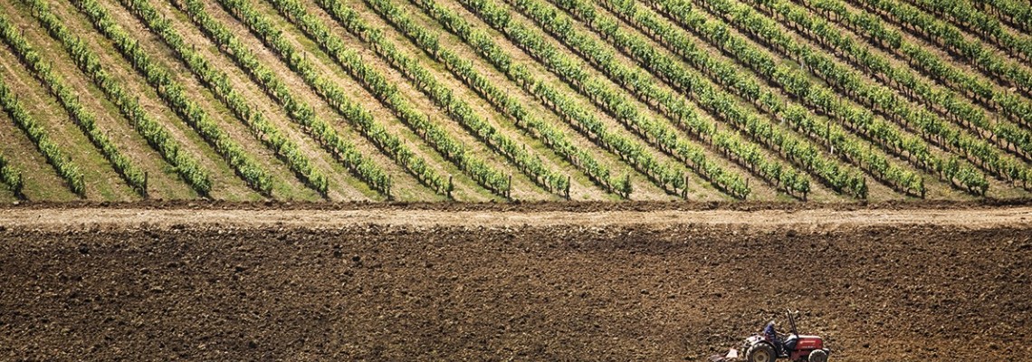 apoio ao setor vitivinícola
