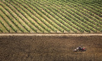 apoio ao setor vitivinícola