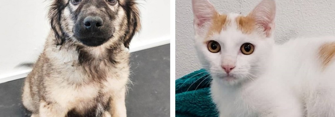 Campanha de esterilização de animais de companhia