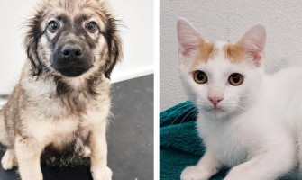 Campanha de esterilização de animais de companhia