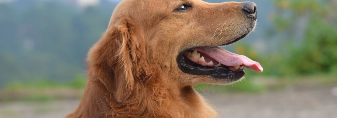 Vacinação antirrábica de cães no concelho de Anadia