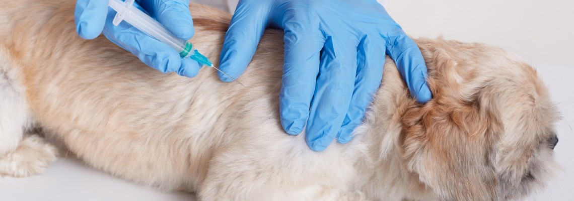 Vacinação antirrábica e identificação eletrónica